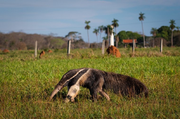 135 Zuid Pantanal,  reuzenmiereneter.jpg